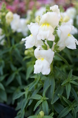 Antirrhinum majus flower