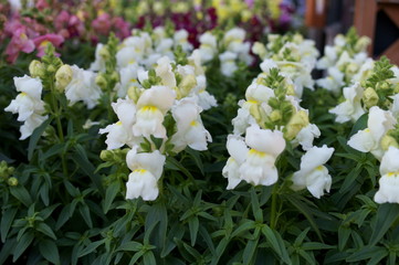 Antirrhinum majus flower
