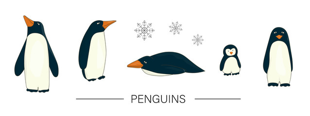 Vector  colored set of cute cartoon style penguins isolated on white background. Colorful collection of winter animals. Antarctic birds illustration © Lexi Claus