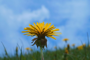 wild weed Dandelion