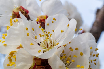 Apricot blossom, resh spring backgrund closeup