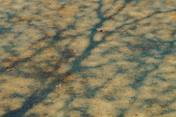 The shadow of the tree branches that ืno leaves in the summer of Thailand on the road floor at the parking car.