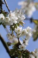Kirschblüte