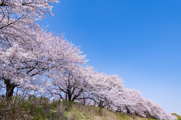 埼玉県幸手市　権現堂の桜