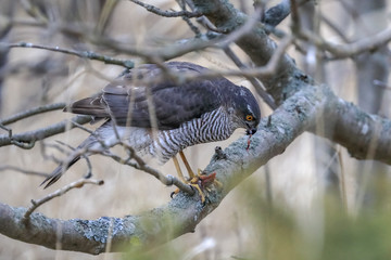 sparrow hawk