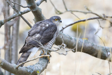 sparrow hawk