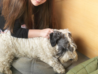 A girl stroking a dog