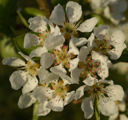 Magnifiques fleurs de pommiers au printemps