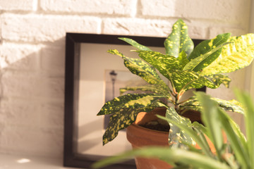 pot with flower on brick wall background