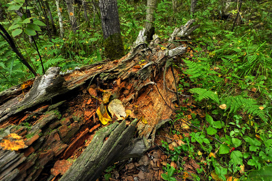 Rotten Tree Trunk