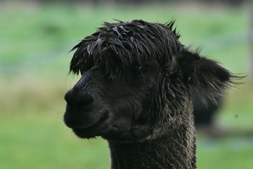 Handsome cute alpaca