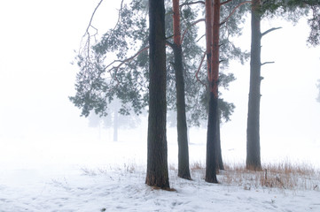 Winter pine tree forest in a mist