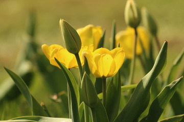 Tulpenblüte