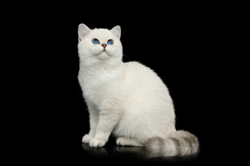 Fototapeta na wymiar British White Cat with blue eyes Sitting and Stare up on Isolated Black Background, side view