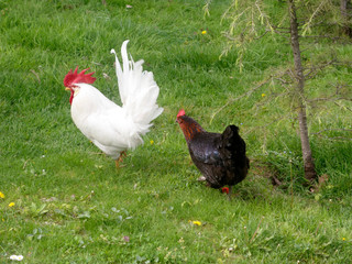green and black over white rooster chicken poultry