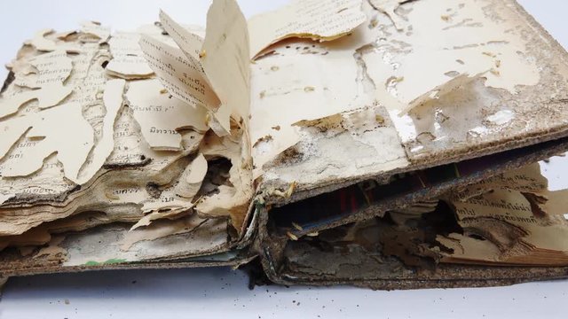 Termite world. Soldier and worker termites eating and living in damaged book ,4K video .