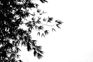 bamboo leaves silhouette on a white background