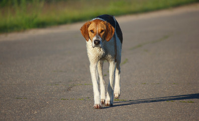 beagle in the garden