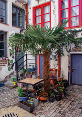 Palm and flower pots around the house