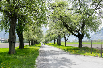 people riding bikes along a country road with springtime trees with white blossoms