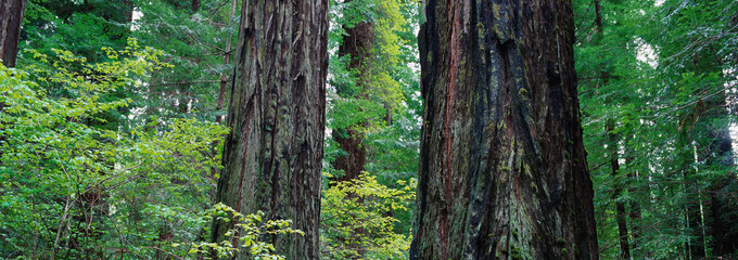 Paisagens panoramicas