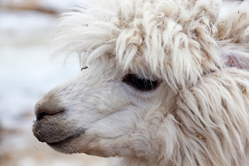 Obraz premium white alpaca with rough hair