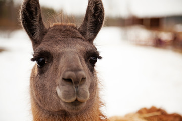 Fototapeta premium lama head with bokeh background