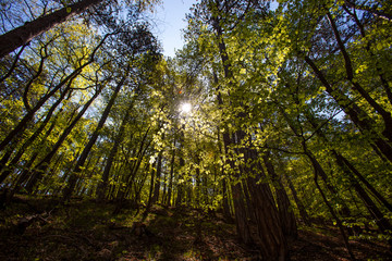green forest in spring time 