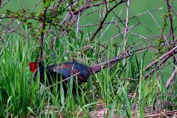 春の山中でキジを見かけてフォーカスした。美しい山鳥です。