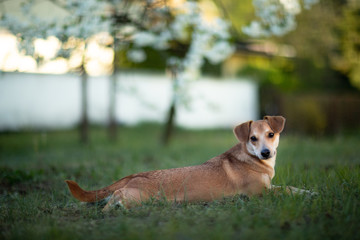 Leżący pies © andsko