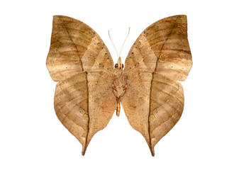 mimicry butterfly as a leaf
