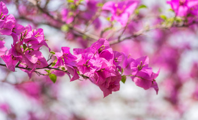 Obraz premium Bougainvillea Pink color on the bokeh background