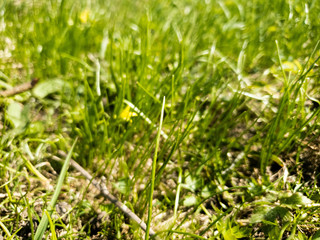 Young green grass. Fresh first green grass on the ground.
