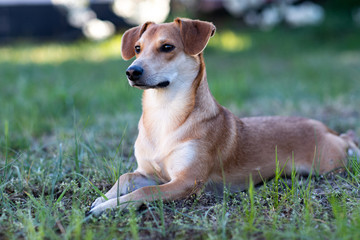 Portret leżącego psa na zielonej trawie