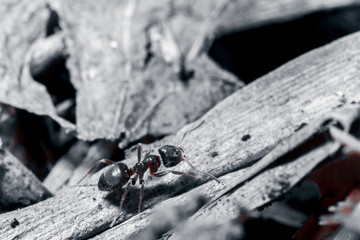 The ant is close-up.