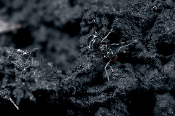 The ant is close-up.