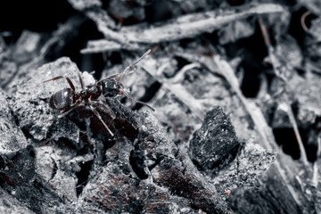 The ant is close-up.