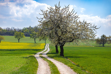 Droga polna przy pięknej zieleni i kwitnących drzewach. Krajobraz wiejski przedtaswijący wiosenny rozwkit natury.