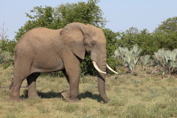 Obraz premium Afrikanischer Elefant / African elephant / Loxodonta africana