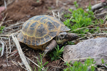 Turtle crawling on a stone
