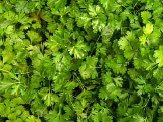 Macro photography of a bunch of parsley leaves. Captured at the local traditional market of the colonial town of Villa de leyva, in the Andean mountains of central Colombia.