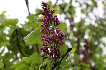Rain drops on lilac