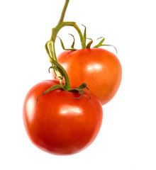 ripe red tomatoes on a branch. white background