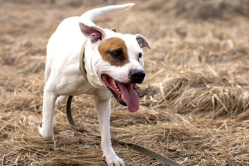 Dogs on a walk. American Staffordshire Terrier and pit bull Terrier.