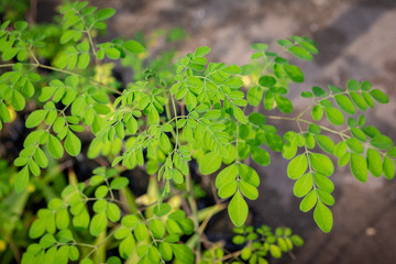 Plantas en vivero de moringa
