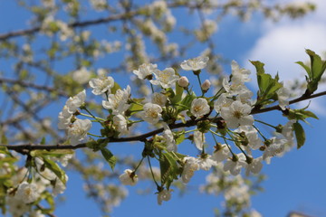  The fruit tree blooms with delicate fragrant white flowers on a sunny spring day