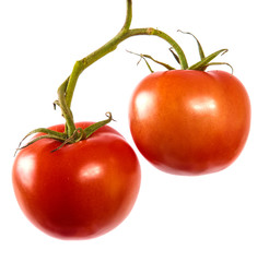 ripe red tomatoes on a branch. white background