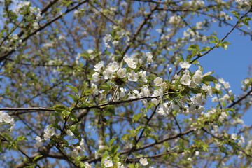  The fruit tree blooms with delicate fragrant white flowers on a sunny spring day