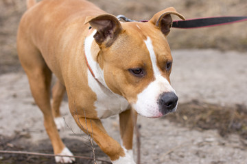 Dogs on a walk. American Staffordshire Terrier and pit bull Terrier.
