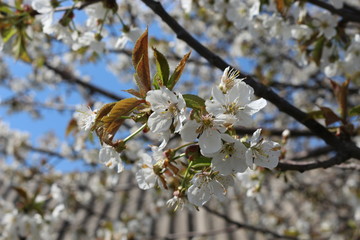  The fruit tree blooms with delicate fragrant white flowers on a sunny spring day
